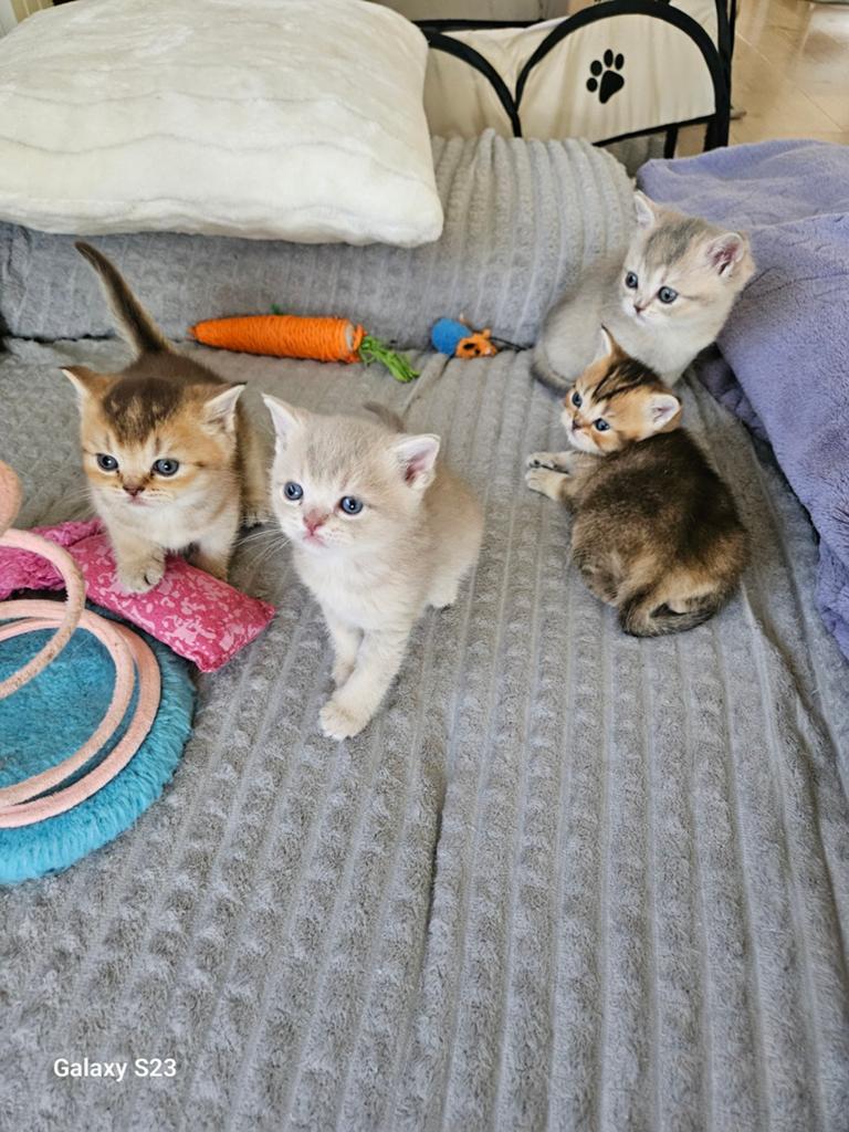 5 mooie en lieve britskorthaar kittens, Dieren en Toebehoren, Katten en Kittens | Raskatten | Korthaar, Meerdere dieren, Ontwormd