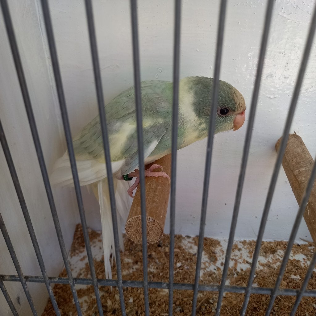 Kakariki, Dieren en Toebehoren, Meerdere dieren, Parkiet, Geringd