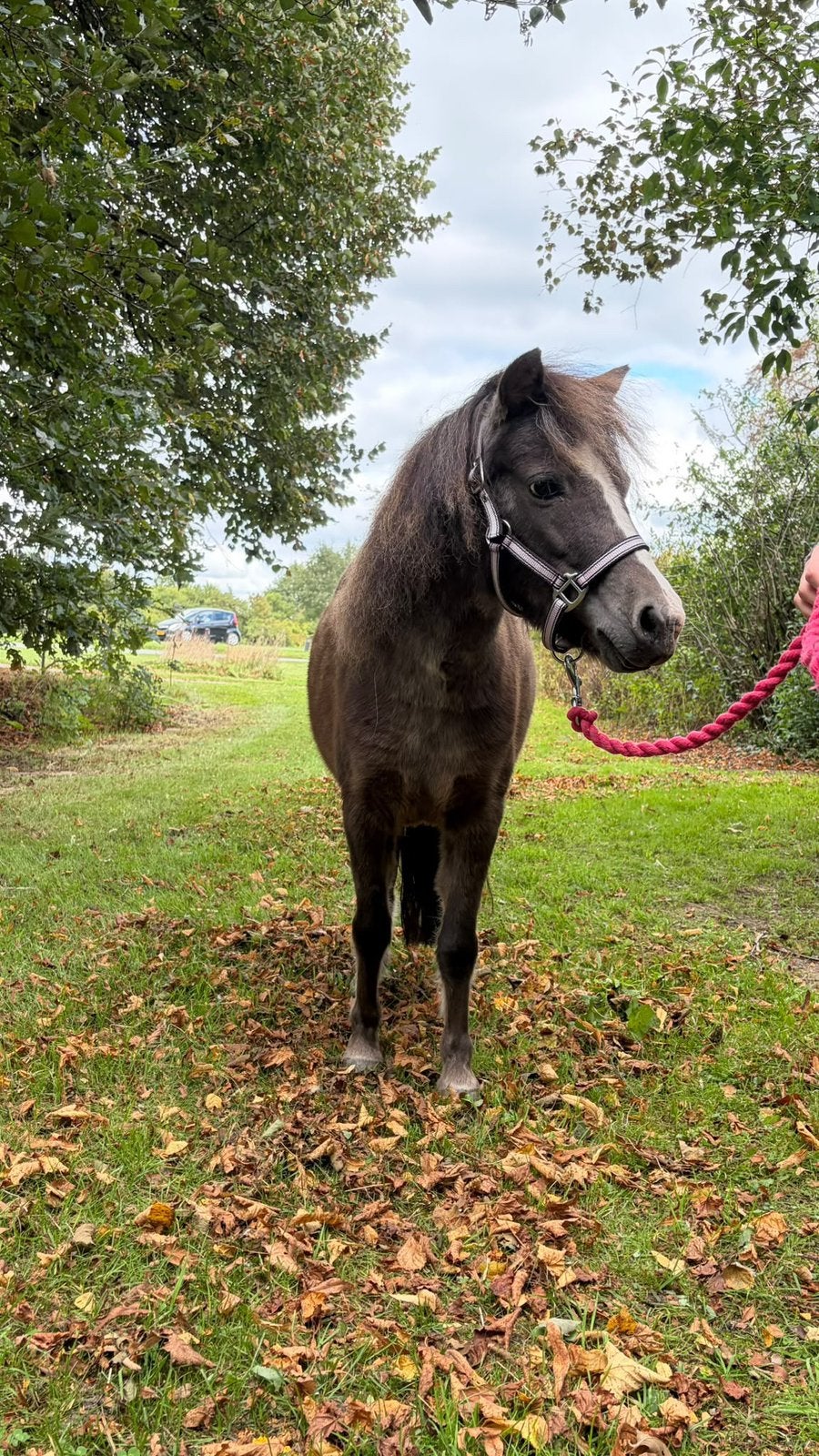 minipaard amerikaanse minipony minipaardje Merrie, Dieren en Toebehoren