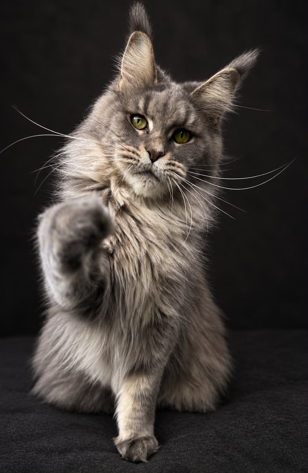 Maine Coon Queens, Poes, Met stamboom, 3 tot 5 jaar