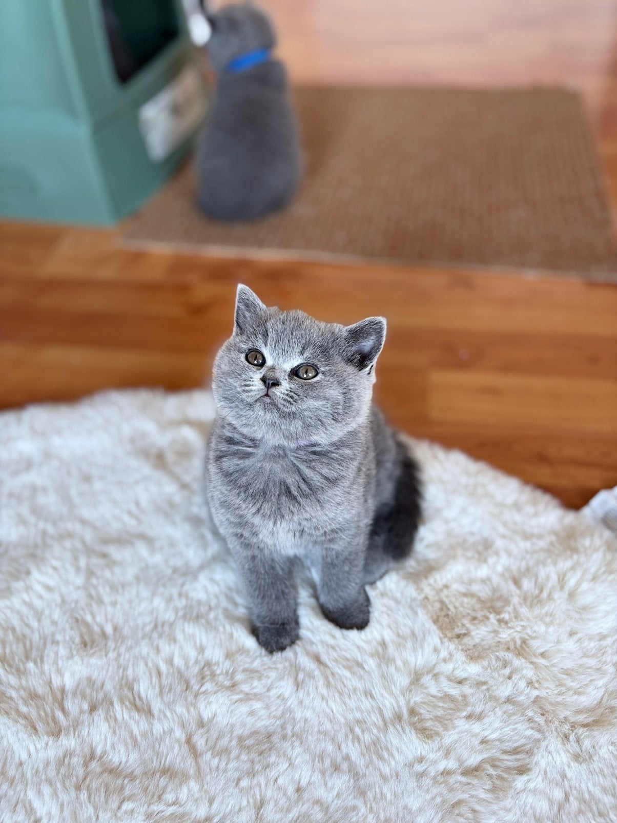 Britse korthaar kittens te koop!, Dieren en Toebehoren, Meerdere dieren, Met stamboom, 0 tot 2 jaar