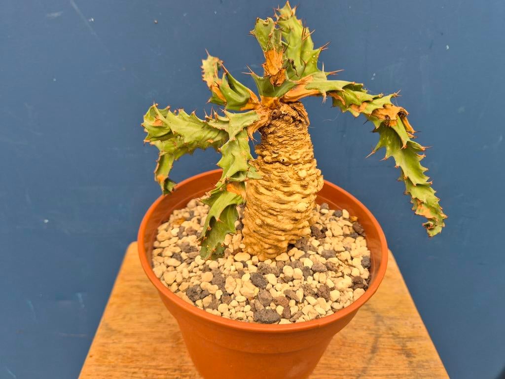 Caudex Euphorbia Tortirama p17 Zeldzaam, Ophalen of Verzenden, Halfschaduw, Minder dan 100 cm