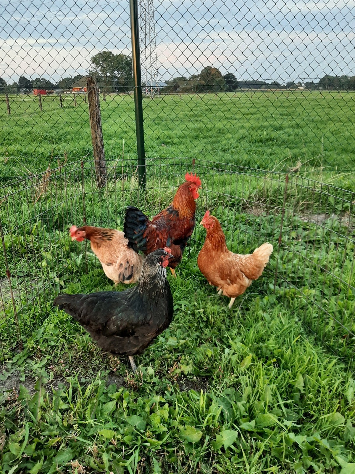 groepje kippen, Meerdere dieren, Kip
