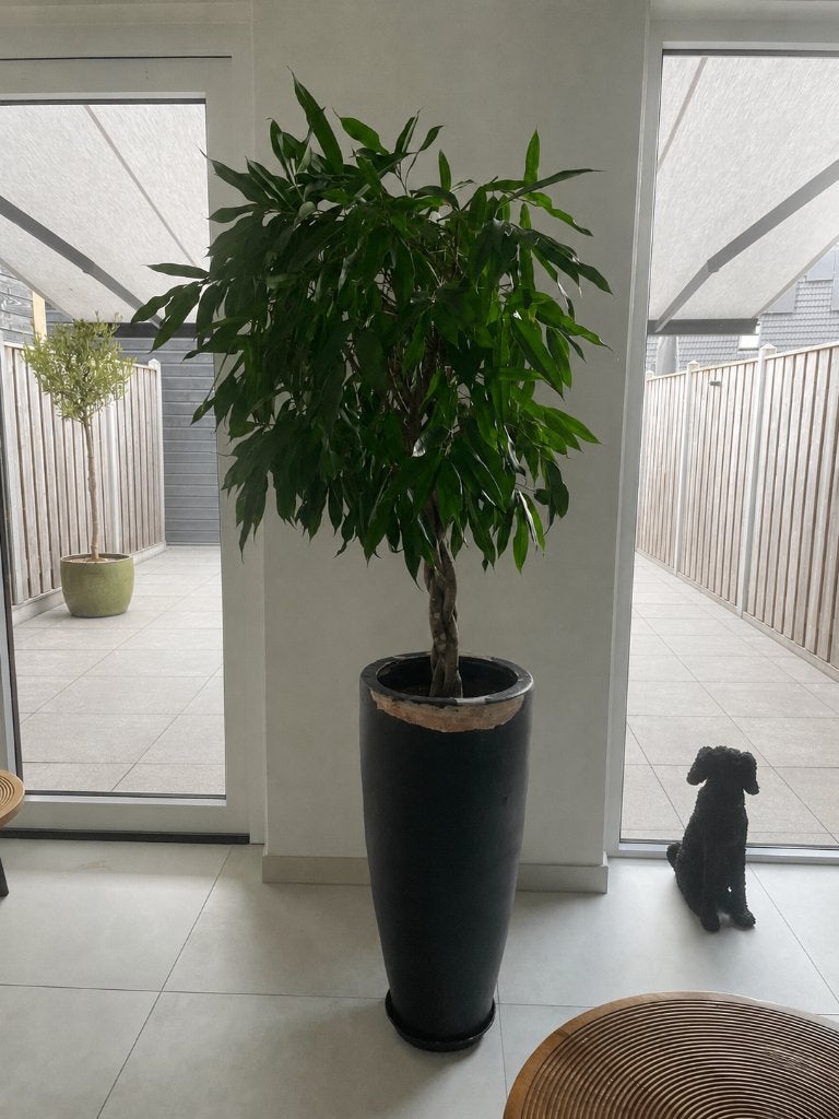 Ficus - kamerplant (inclusief pot), Ophalen, Ficus, Halfschaduw, In pot