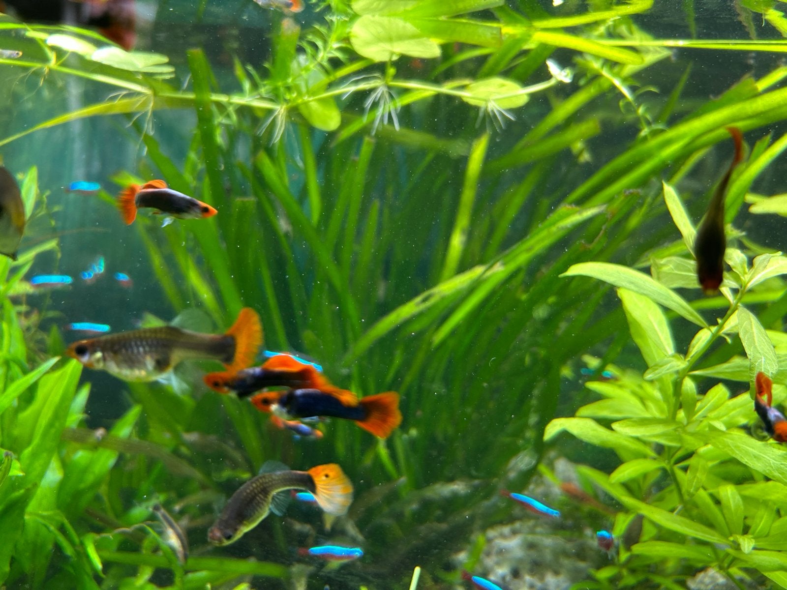 Raszuivere Tuxedo guppies, Vis