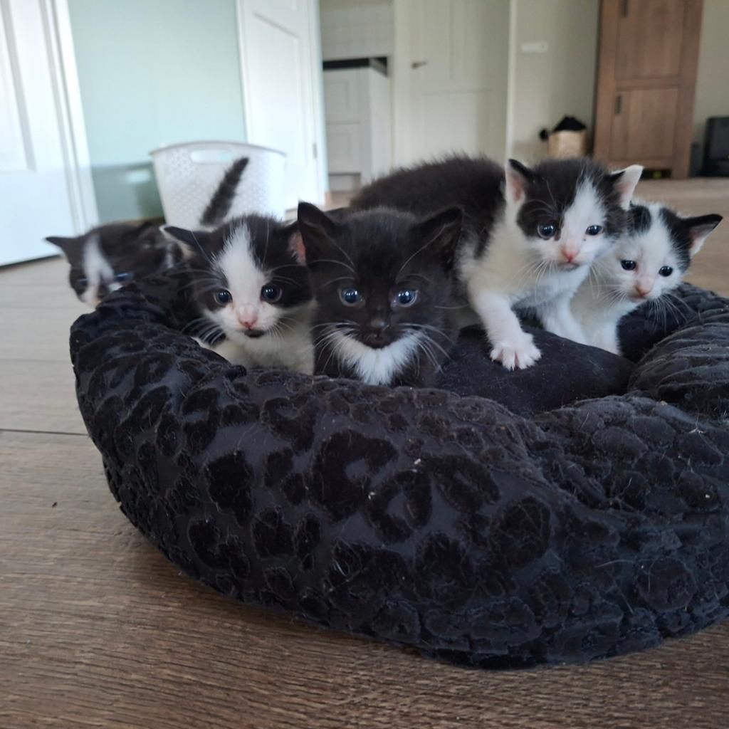 Kittens te koop, Dieren en Toebehoren, Meerdere dieren
