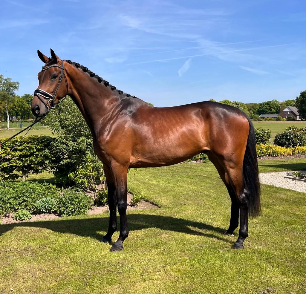 Talentvolle jonge dressuurpaarden, Dieren en Toebehoren, Met stamboom, Niet van toepassing, Dressuurpaard, 3 tot 6 jaar