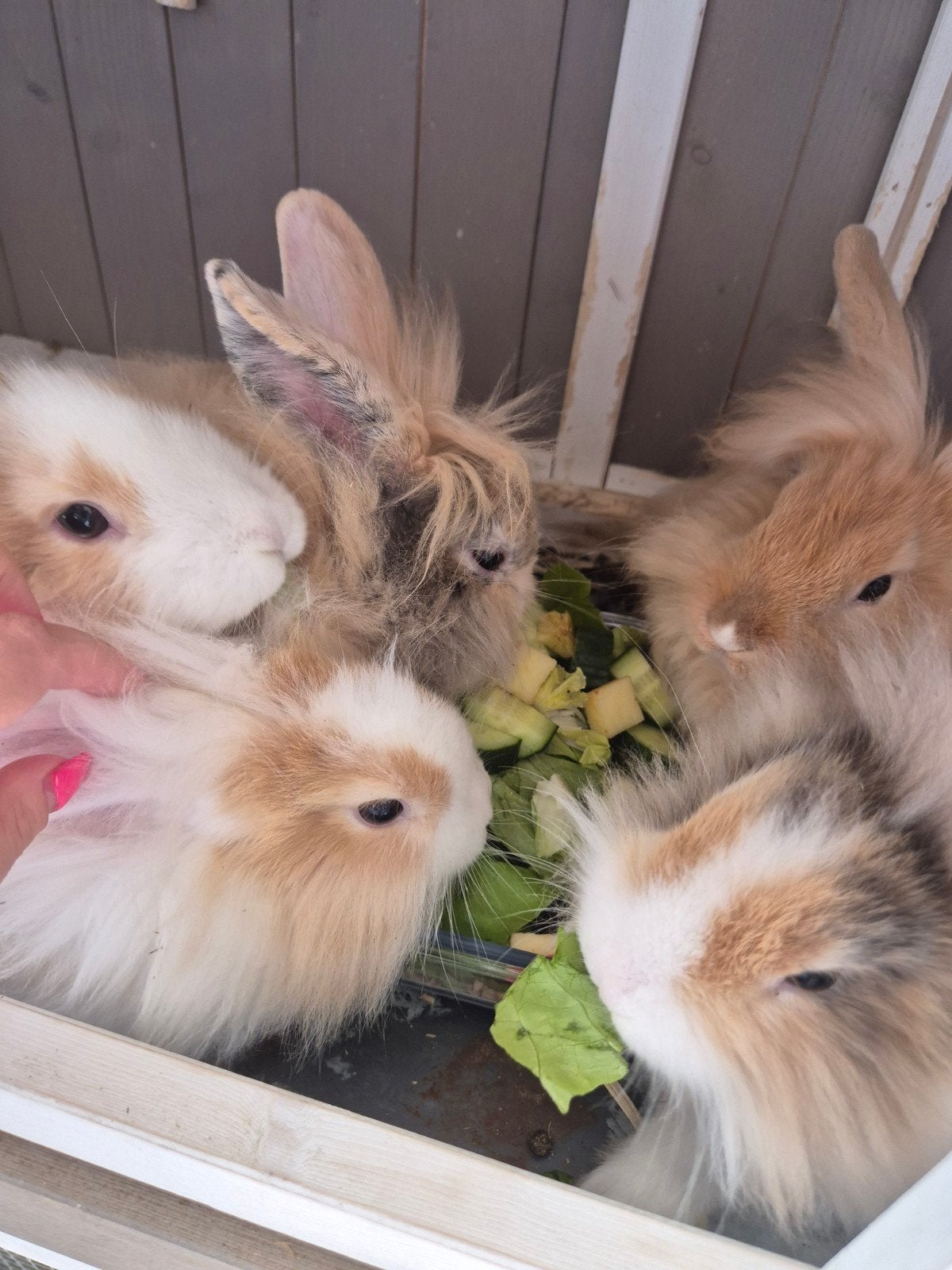 Dwerg konijnen super lief en tam, Dieren en Toebehoren, Juni, Meerdere dieren, Overige typen, Tam