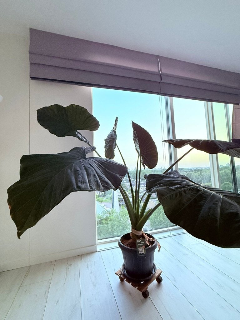 Alocasia House plant, Ophalen, Zomer, Overige soorten, Halfschaduw