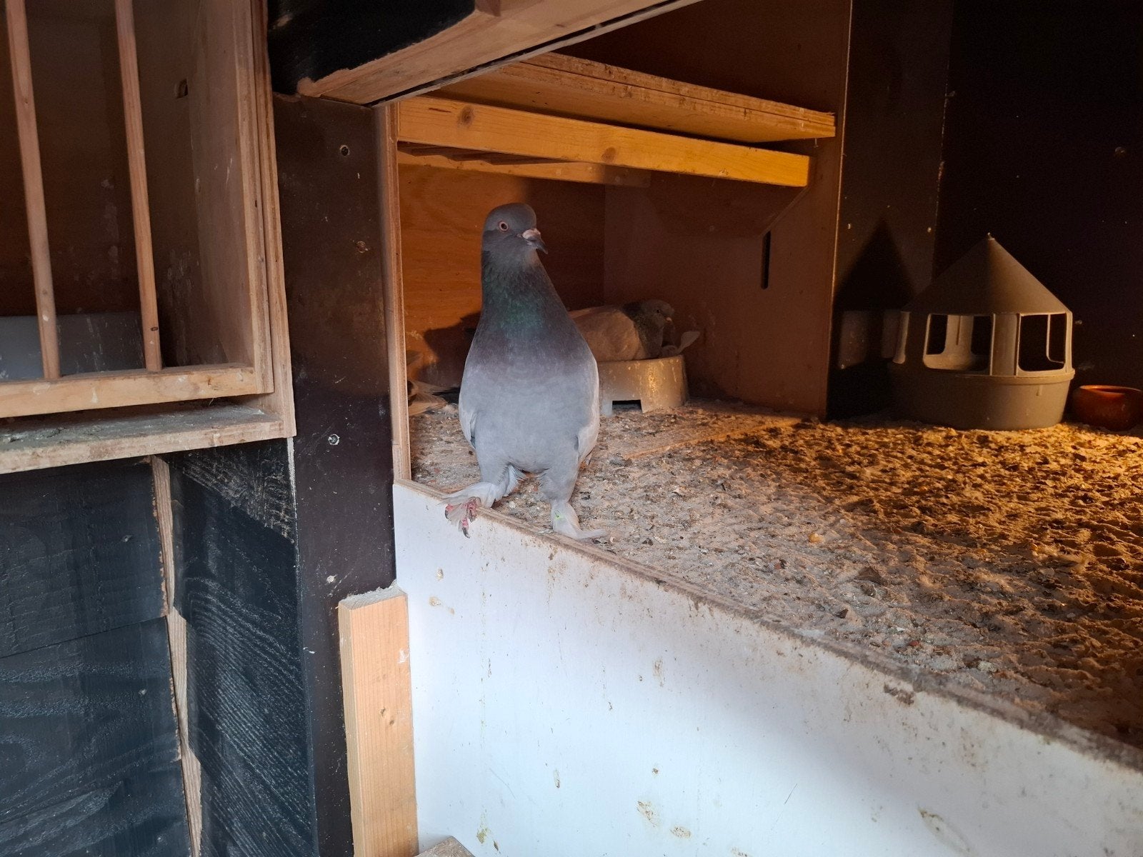 Koppel duiven takla tuimelen perfect, Dieren en Toebehoren, Vogels | Duiven, Meerdere dieren, Overige soorten