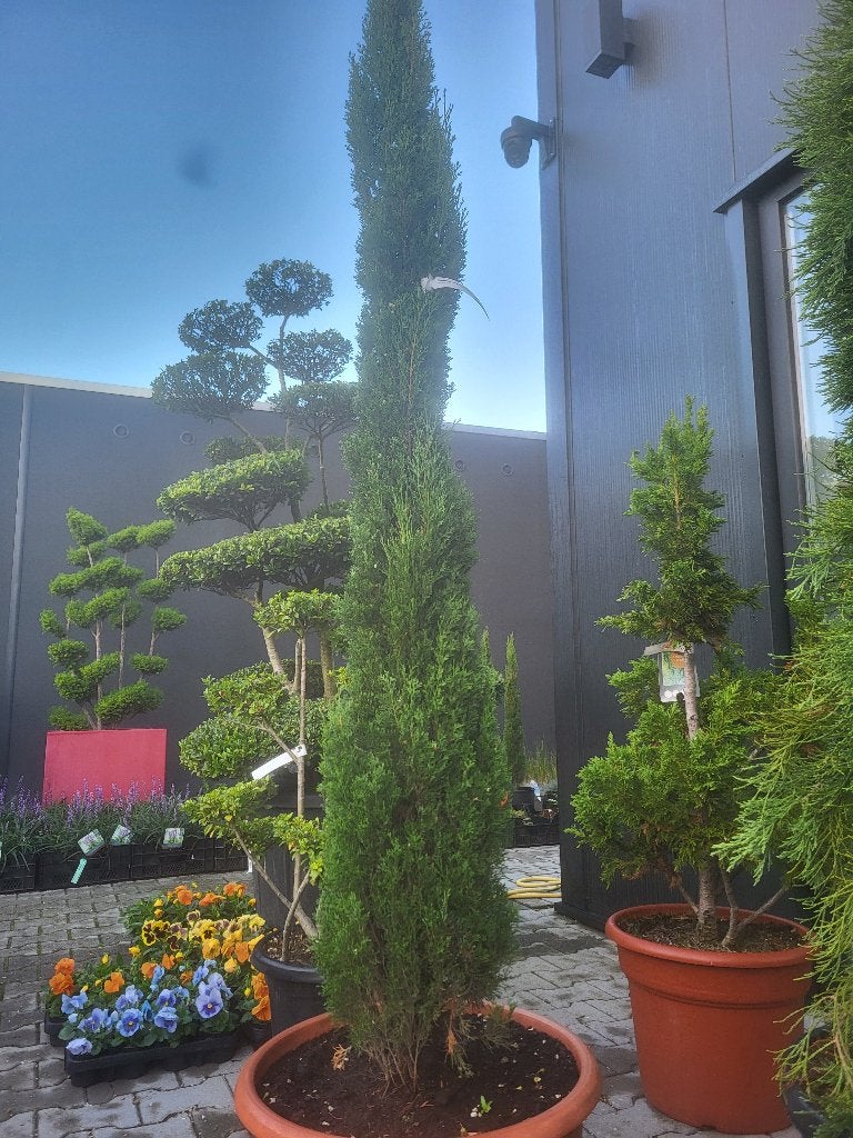 Cupressus semp.Totem in pot, Bloeit niet, 100 tot 250 cm, Volle zon, In pot