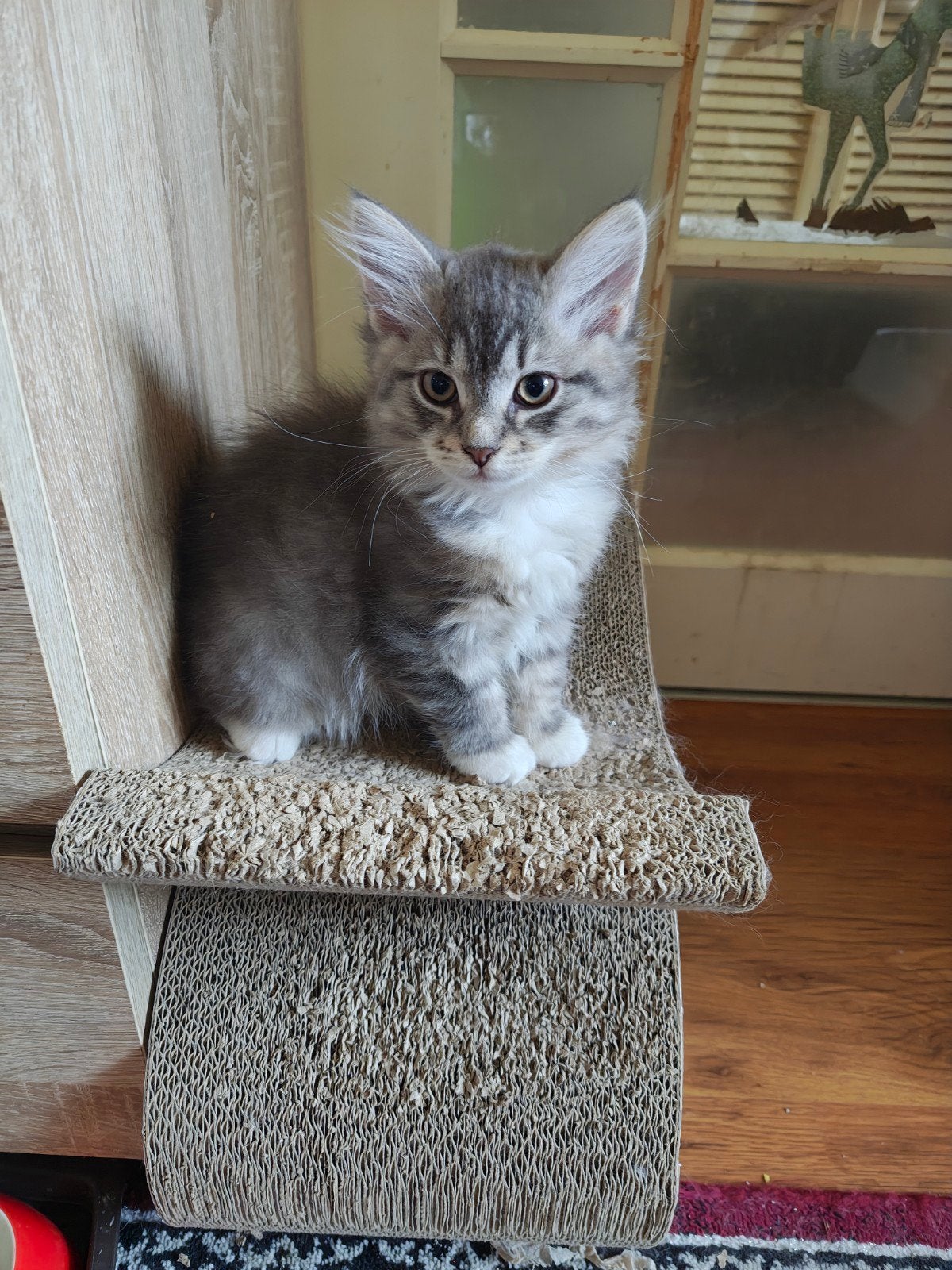 Siberische kitten met stamboom., Meerdere dieren, Met stamboom, 0 tot 2 jaar