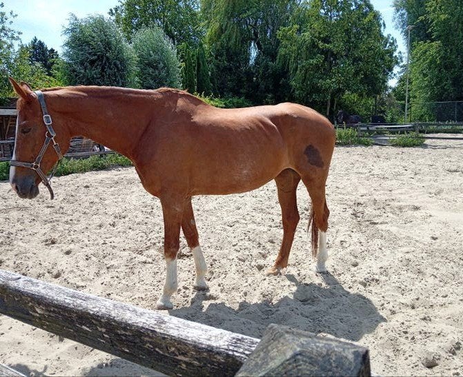 KWPN Gelders-Sport/Spring type vos merrie, Merrie, Springpaard, 11 jaar of ouder, 165 tot 170 cm
