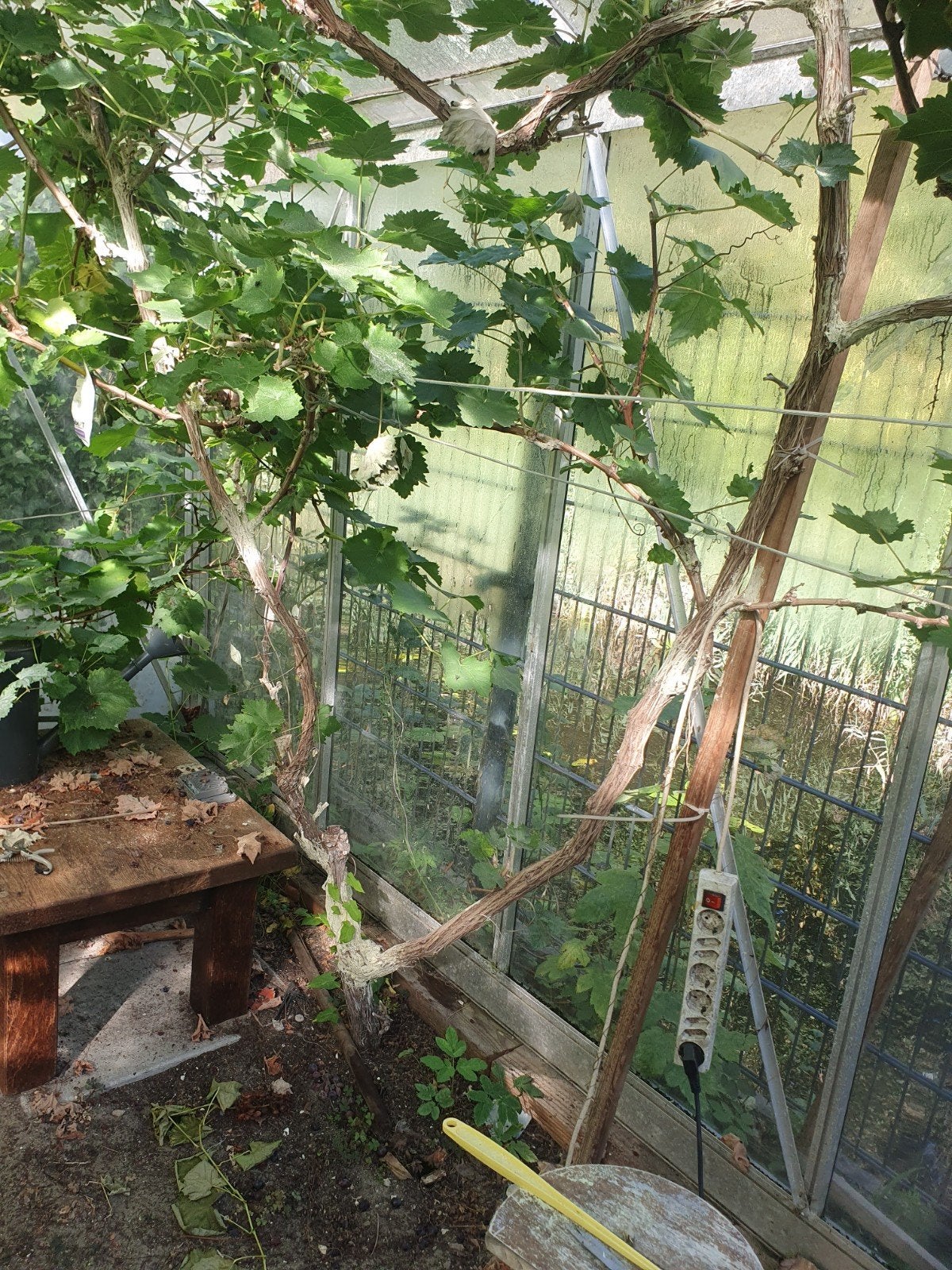 Westlandse Alicante druiven boom, Ophalen, Volle zon, Overige soorten, 100 tot 250 cm