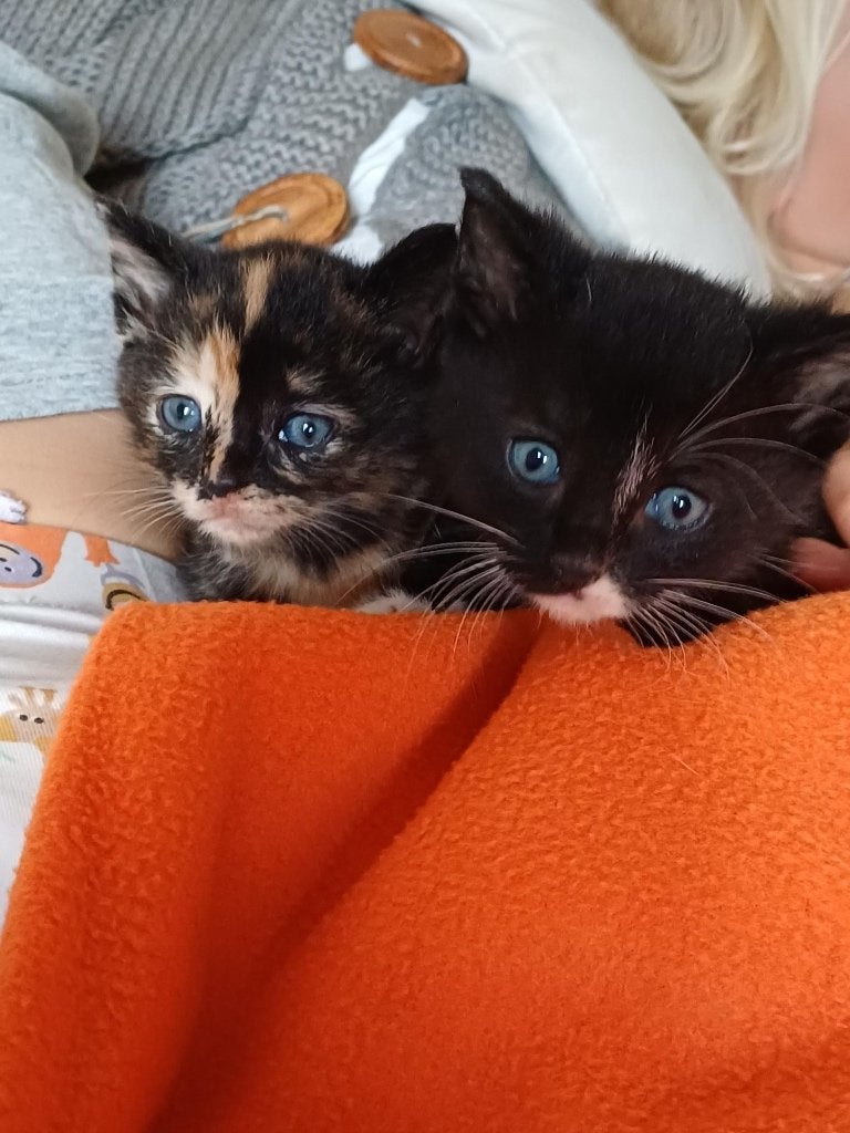 Boerderijkittens te koop 1 schildpad poesje en 1zwarte kater, Dieren en Toebehoren, Katten en Kittens | Overige Katten, Meerdere dieren