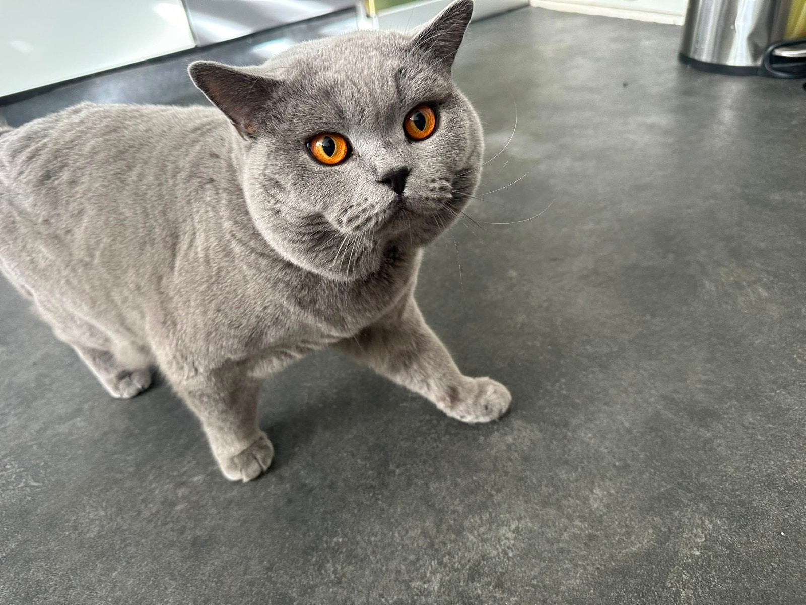 Briths katter, Dieren en Toebehoren, Kater, Kortharig, 3 tot 5 jaar