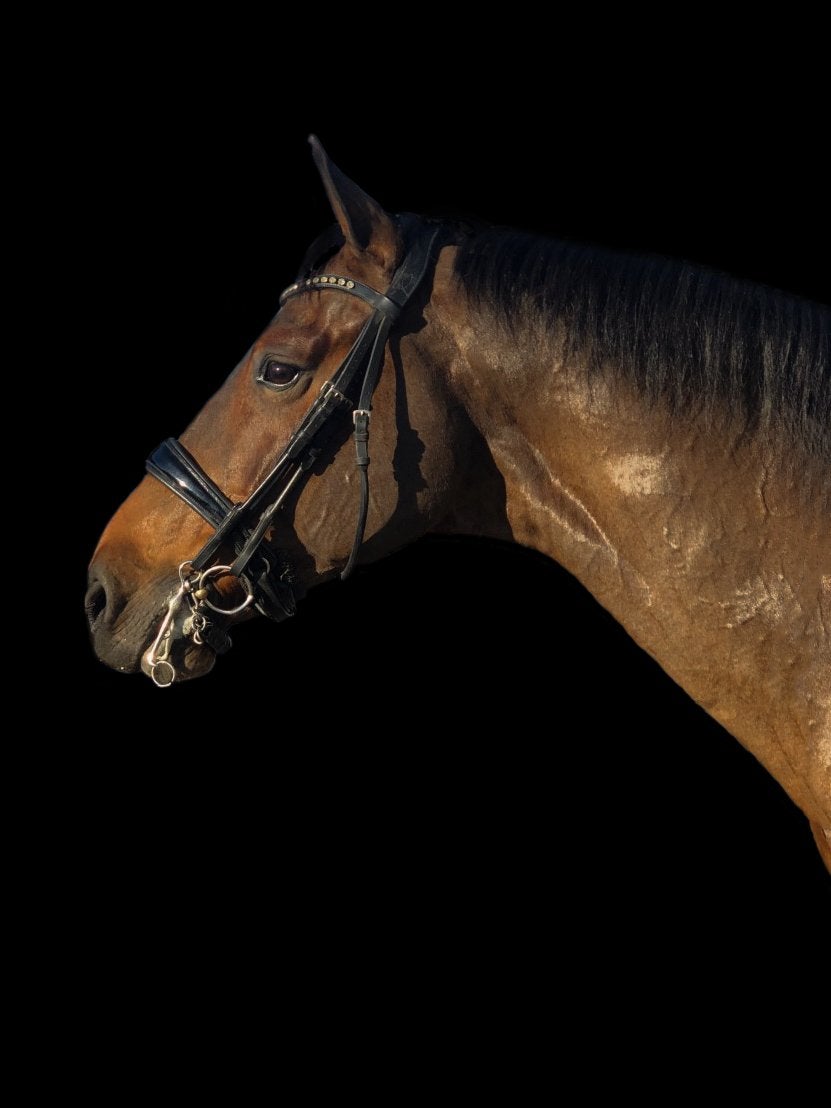 Bridle2Fit stang-trens hoofdstel/Neue Schule stang + trens, Ophalen of Verzenden, Zwart, Overige merken, Dressuur