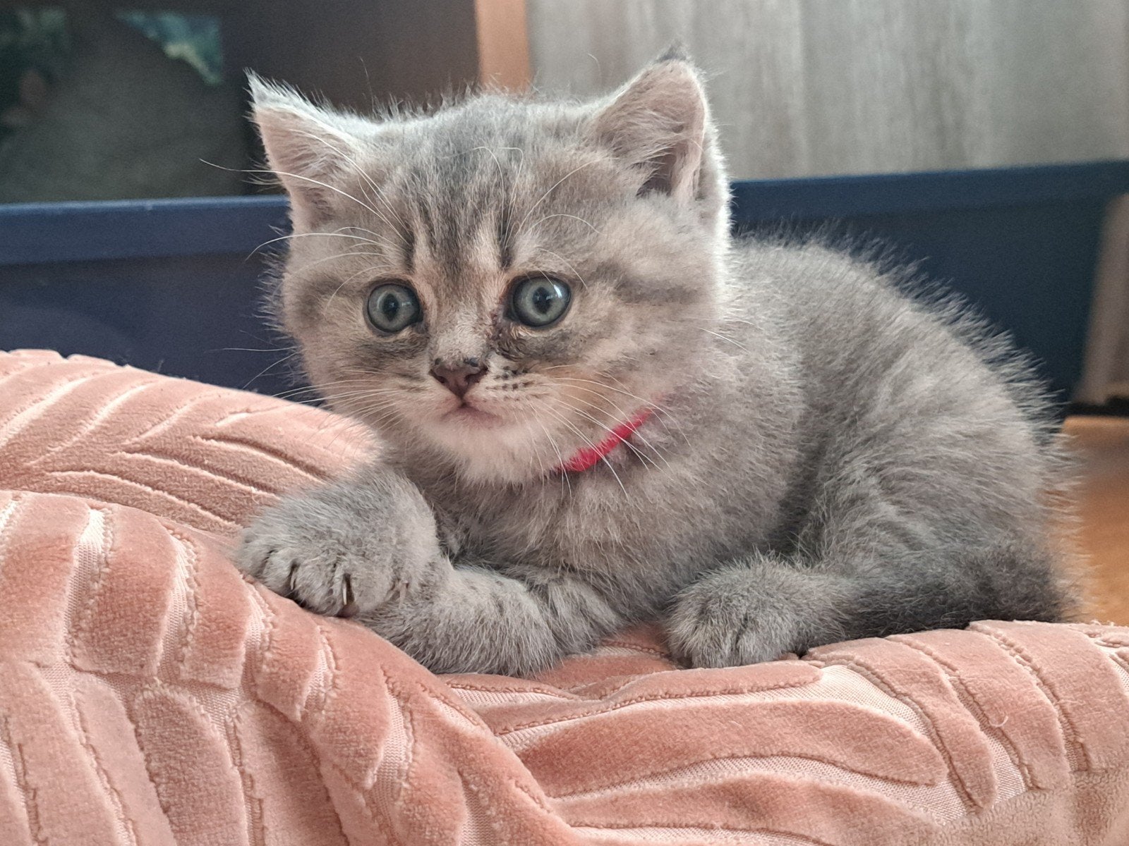 Lieve raszuivere Britse Korthaar kittens, Meerdere dieren, Ontwormd, 0 tot 2 jaar