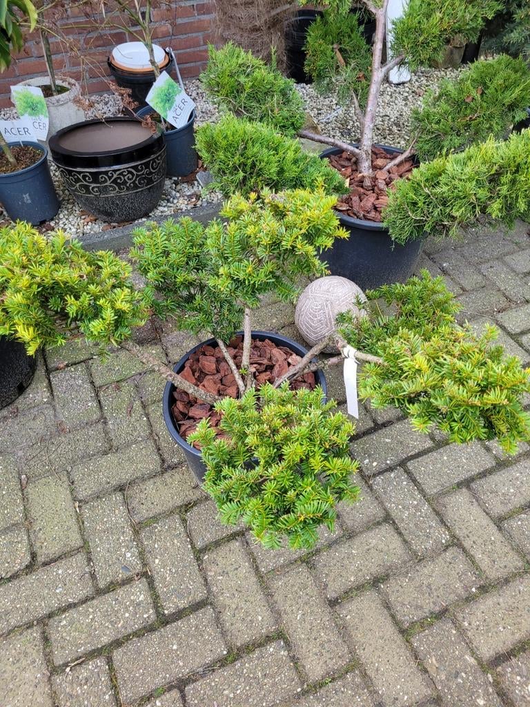 Taxus vormsnoei - Unieke Bonsai-stijl Conifeer, Vaste plant, Bloeit niet, Halfschaduw, Ophalen