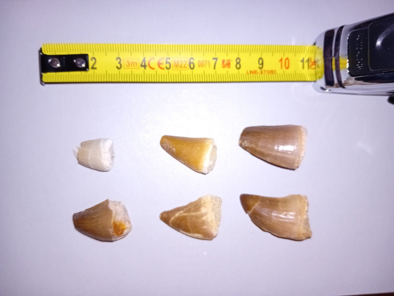 set van 6 mosasaurus tandjes, Ophalen of Verzenden, Fossiel