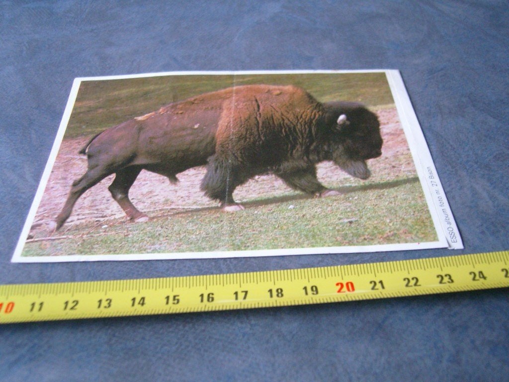 sticker ESSO foto nr. 27  BISON, Verzamelen, Ophalen of Verzenden, Zo goed als nieuw
