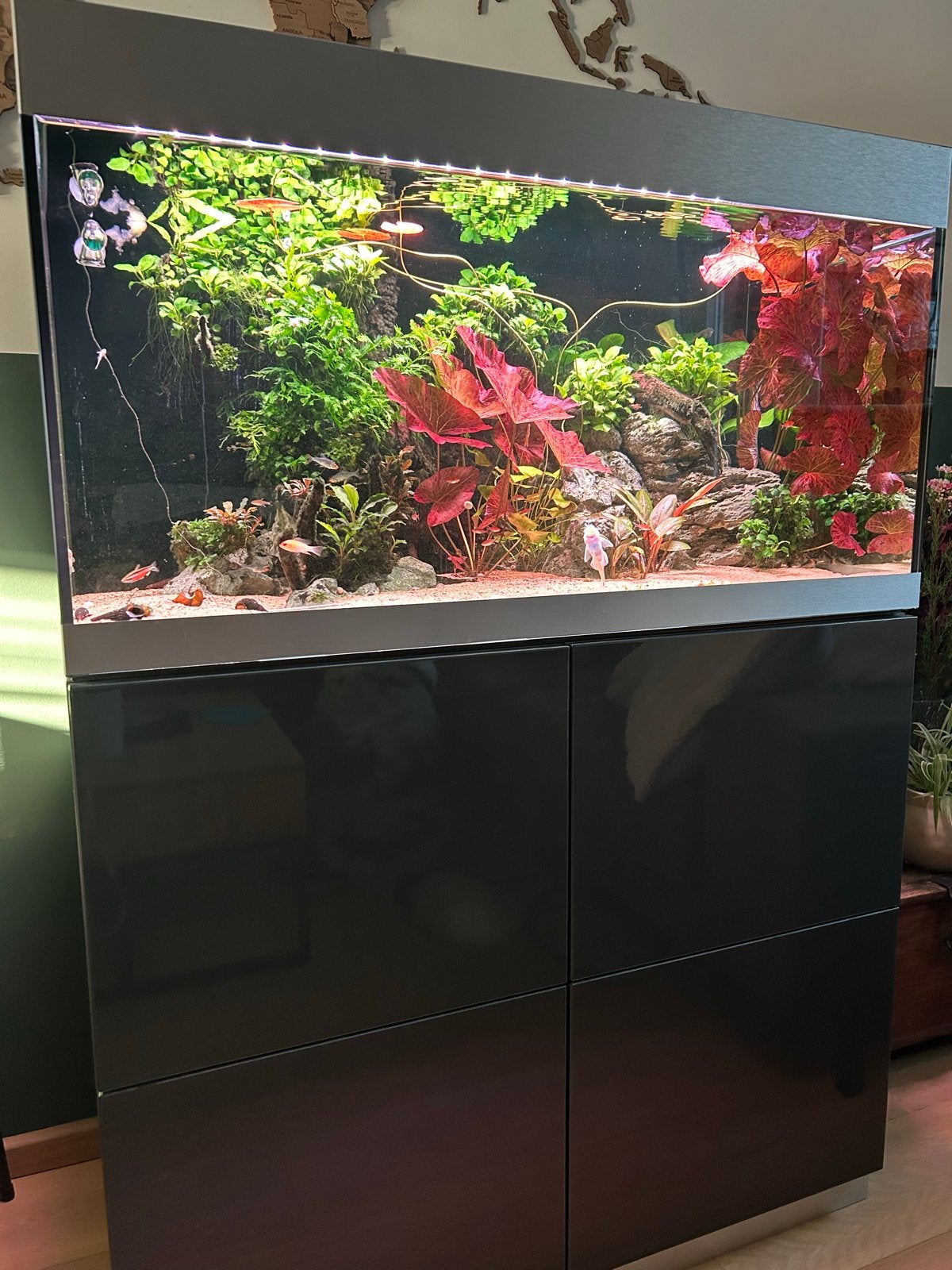 Oase Highline 200, Dieren en Toebehoren, Ophalen, Gebruikt, Oase, Gevuld zoetwateraquarium
