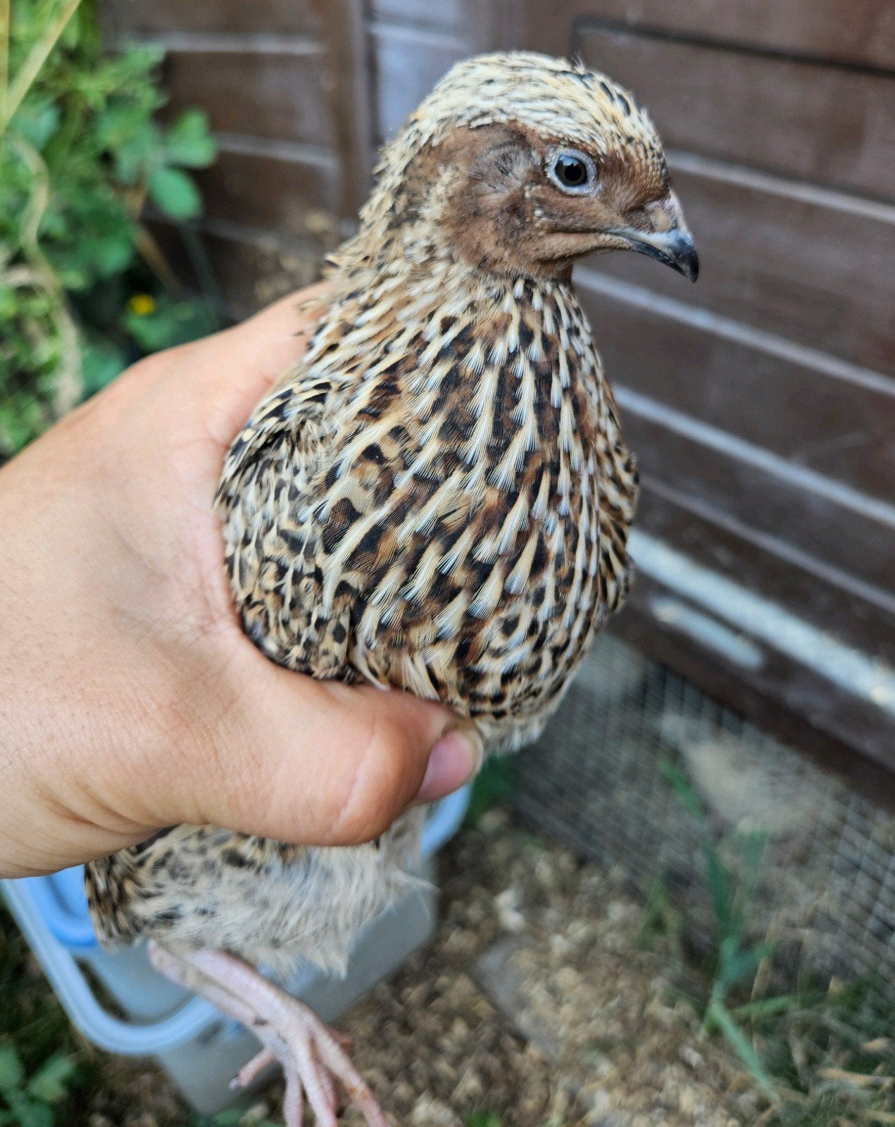 Jonge kwartelhaantjes, Meerdere dieren, Kip