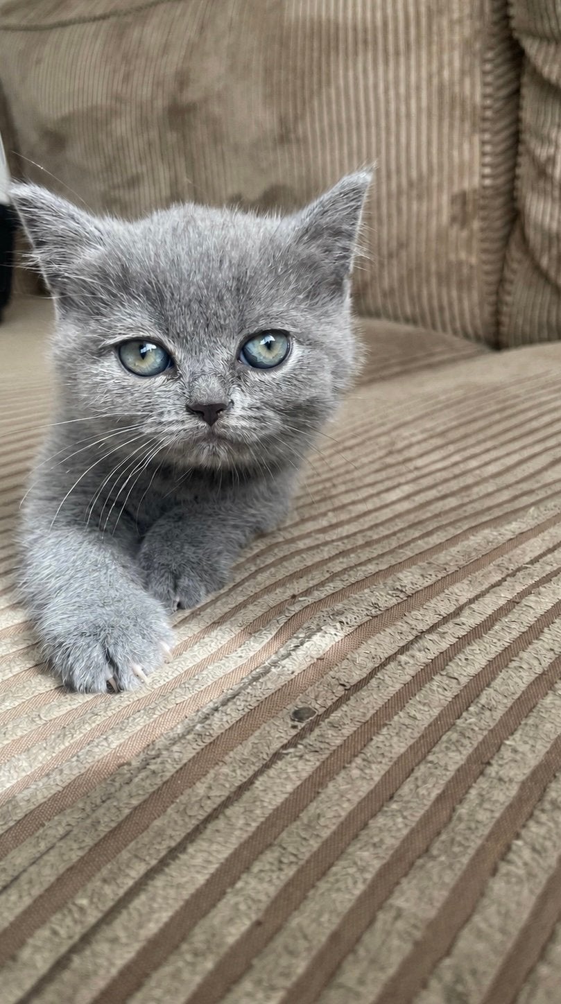 Britse Korthaar Kittens Huiselijk Opgegroeid Lief Raszuiver, Dieren en Toebehoren, Katten en Kittens | Raskatten | Korthaar, Meerdere dieren