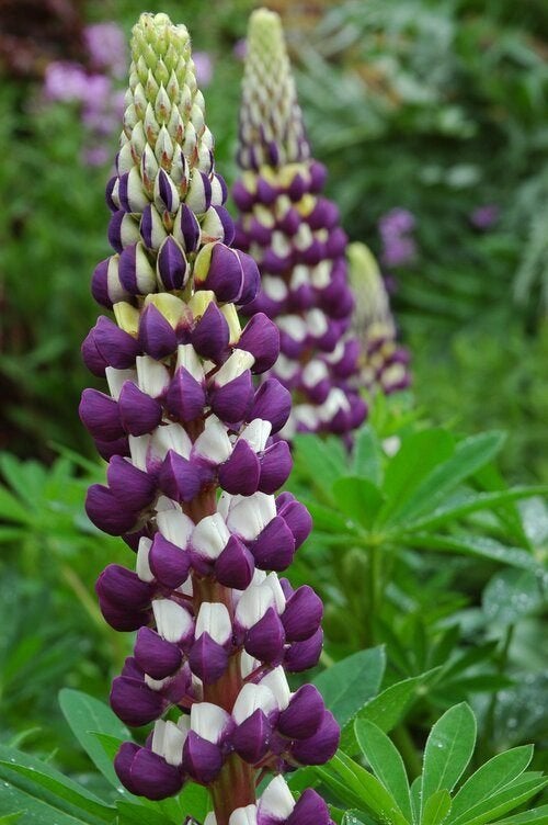 Zaden Lupine paars-wit, Tuin en Terras, Bloembollen en Zaden, Verzenden, Volle zon