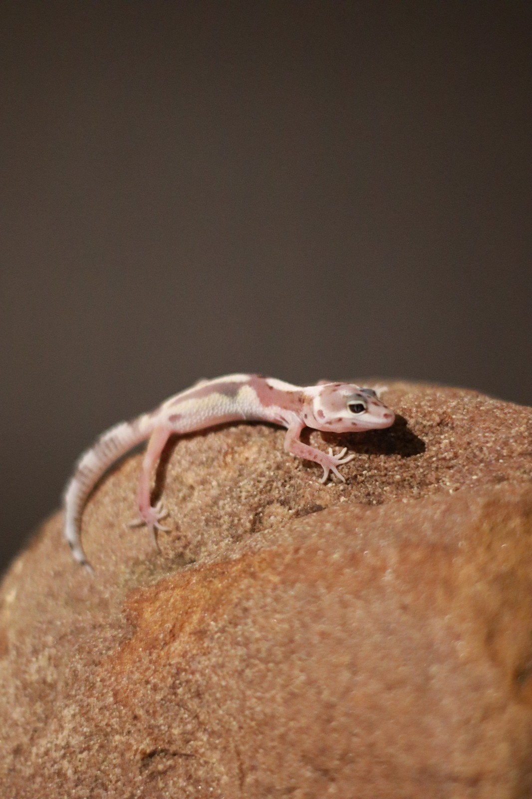 Luipaardgekko