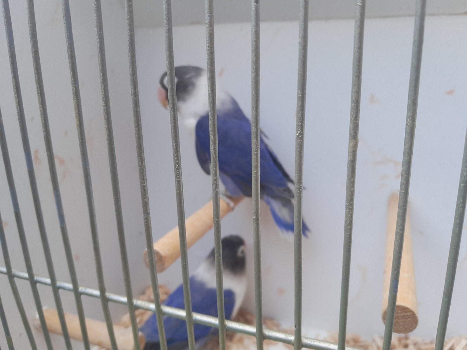 personata's, Dieren en Toebehoren, Meerdere dieren, Dwergpapegaai of Agapornis