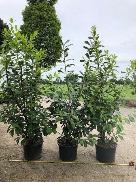 Haag Laurier, Prunus Novita in 2 grote maten, Ophalen, Laurier, Haag, 100 tot 250 cm