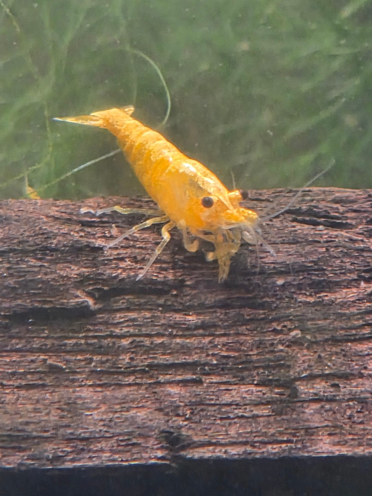 Neocaridina Crested Cream Garnalen, Dieren en Toebehoren, Kreeft, Krab of Garnaal, Zoetwatervis, Schoolvis