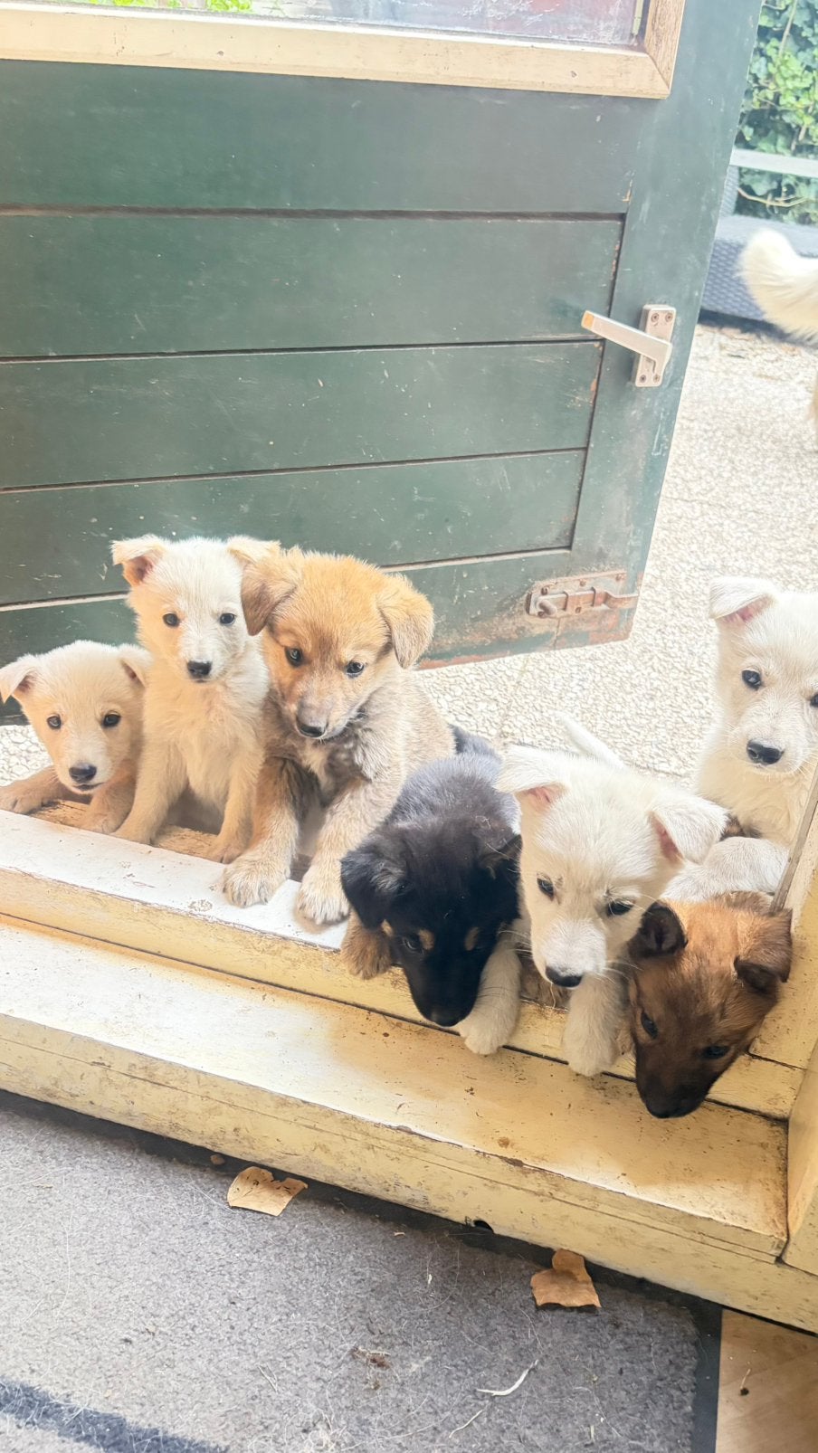 Puppys ❤️ Unieke kruising witte herder x ridgeback, Groot, Meerdere, Meerdere dieren, Nederland