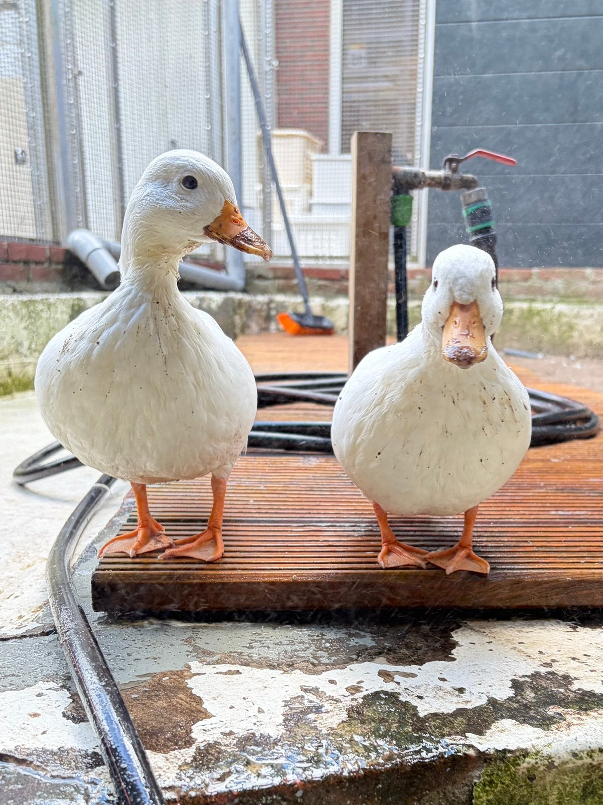 Amelia & Abigail, twee Hollandse kwakers, Vrouwelijk, Eend