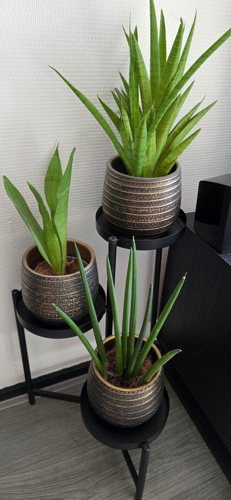 Sansevieria planten, Huis en Inrichting, Woonaccessoires | Kunstplanten en Kunstbloemen, Ophalen, Zo goed als nieuw