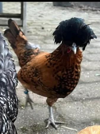 Kuifhoen kriel hen, Dieren en Toebehoren, Vrouwelijk, Kip