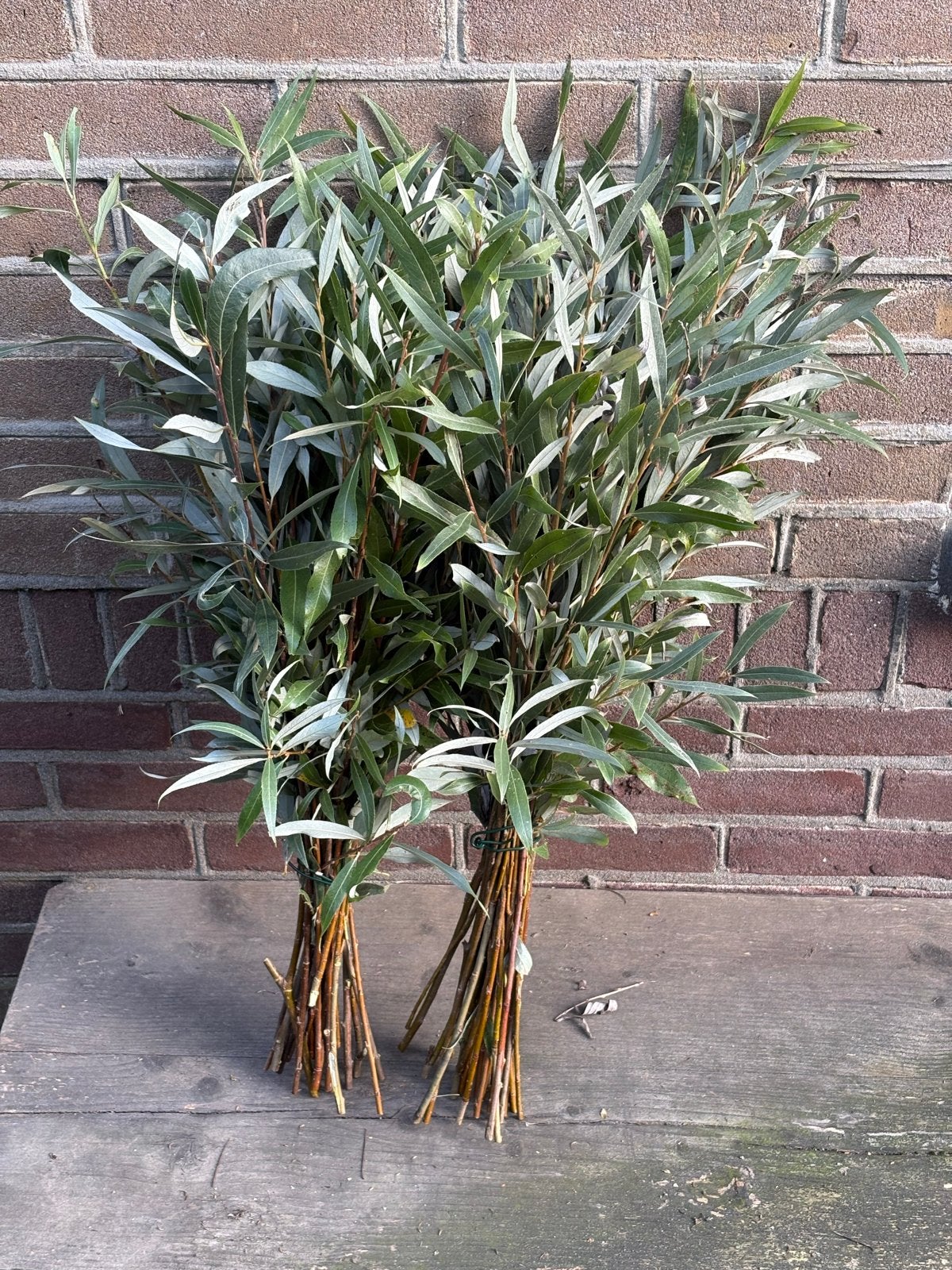 Verse Wilgentakken - Decoratief en Veelzijdig, Overige soorten, Volle zon, Vaste plant, Ophalen of Verzenden