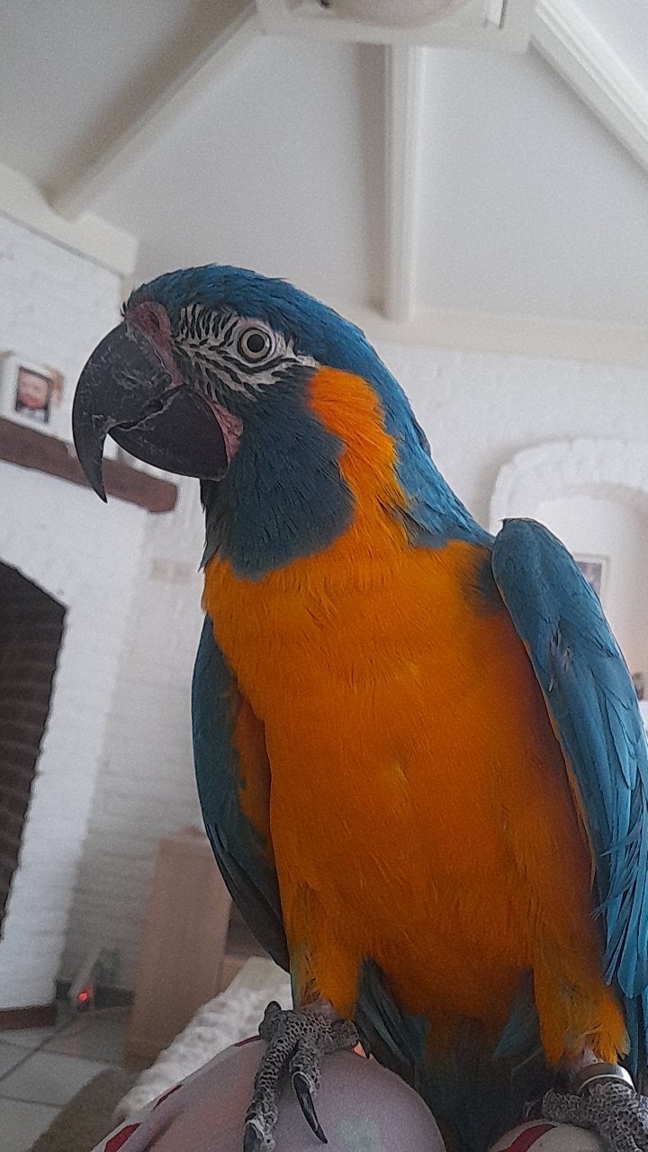 blauwkeel ara man, Dieren en Toebehoren, Mannelijk, Papegaai, Pratend