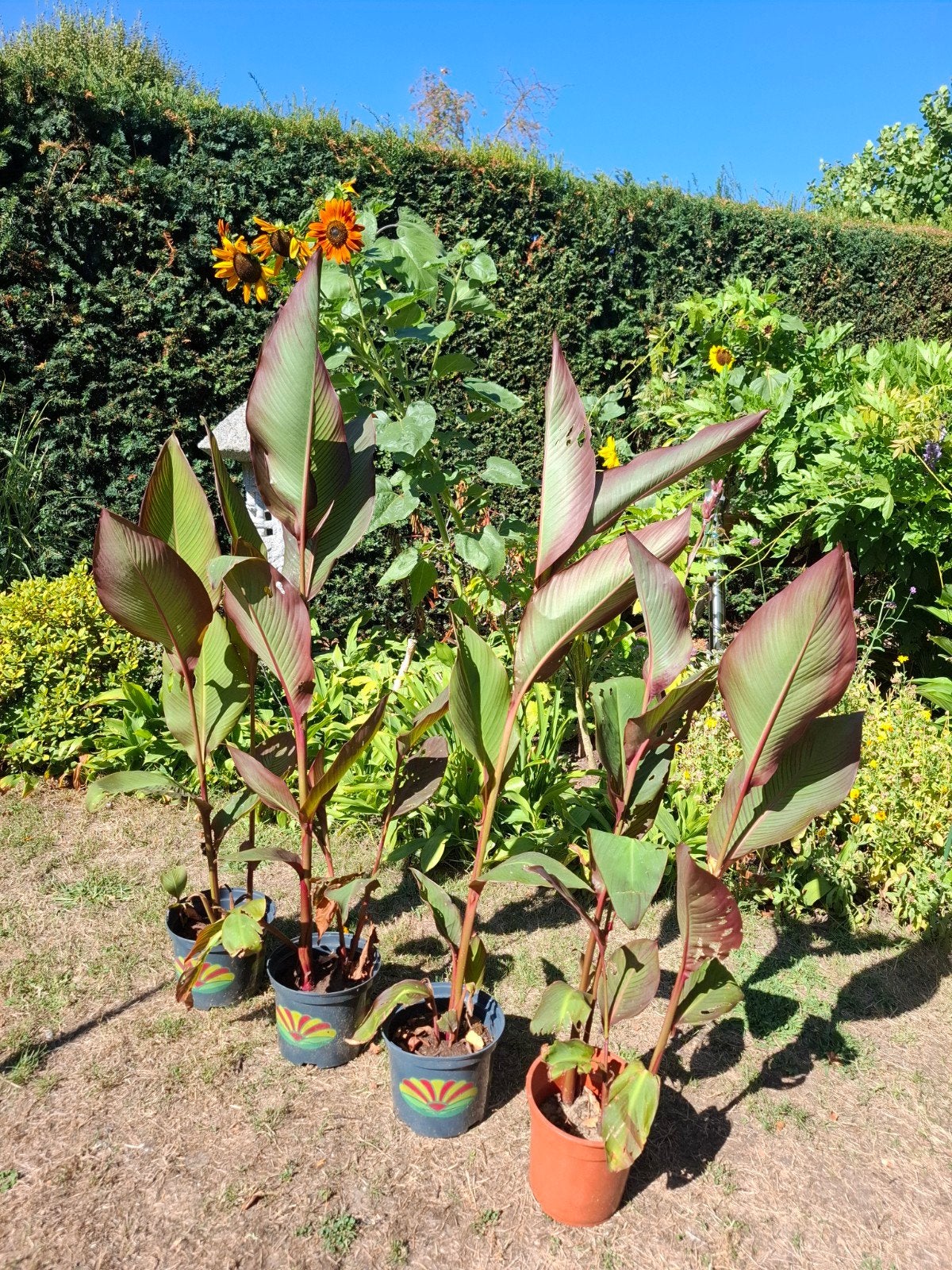 Canna Indonesisch bloemriet, Ophalen, Overige soorten, Volle zon, 100 tot 250 cm