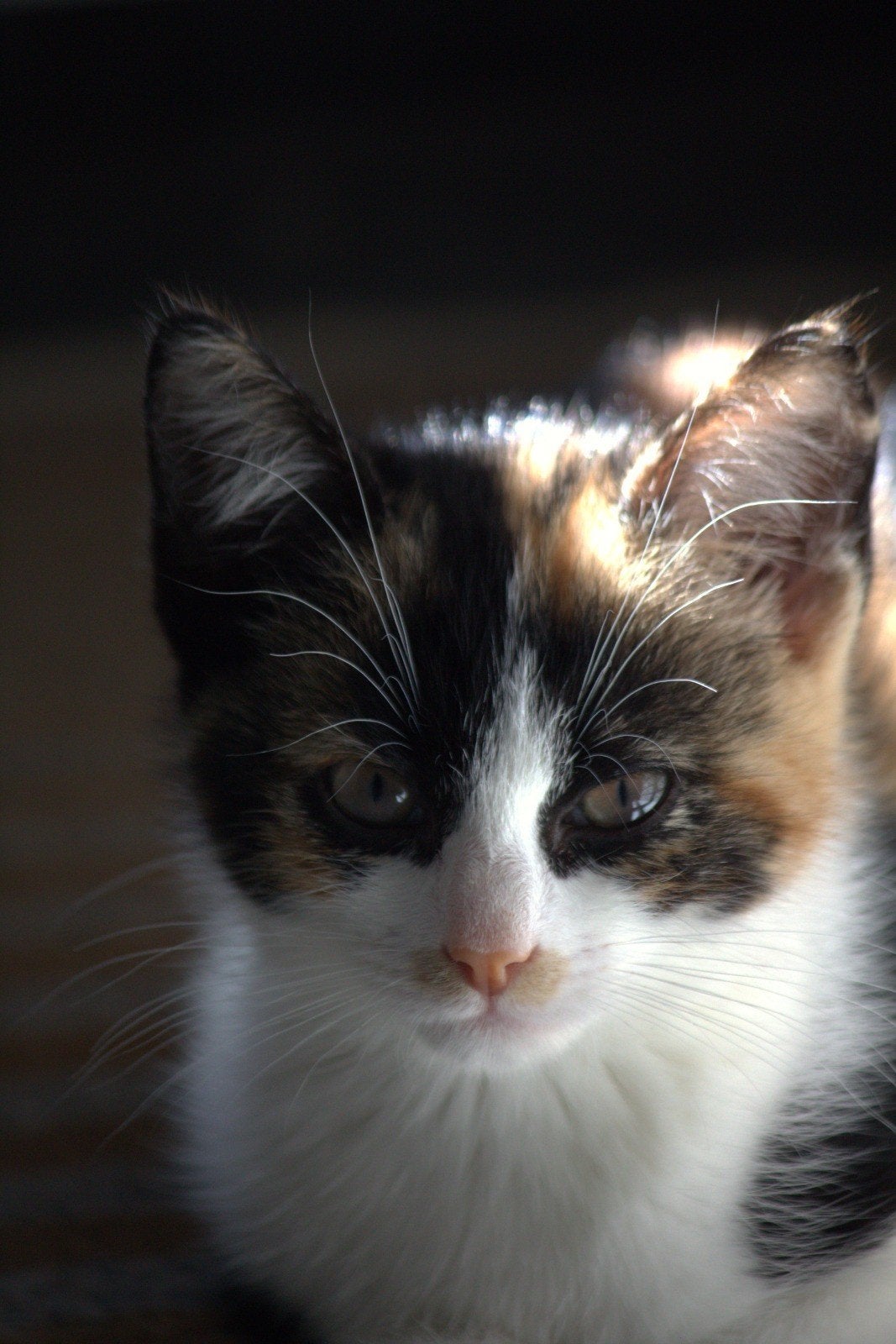 Lief vrouwtjeskitten zoekt een baasje!, Poes, 0 tot 2 jaar