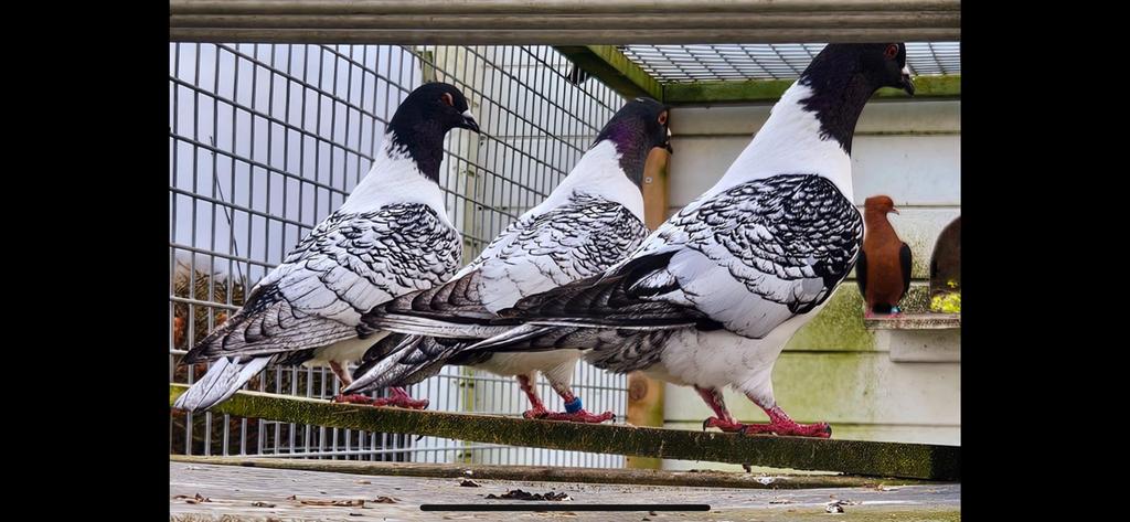 Moravische strassers duiven gezocht., Meerdere dieren