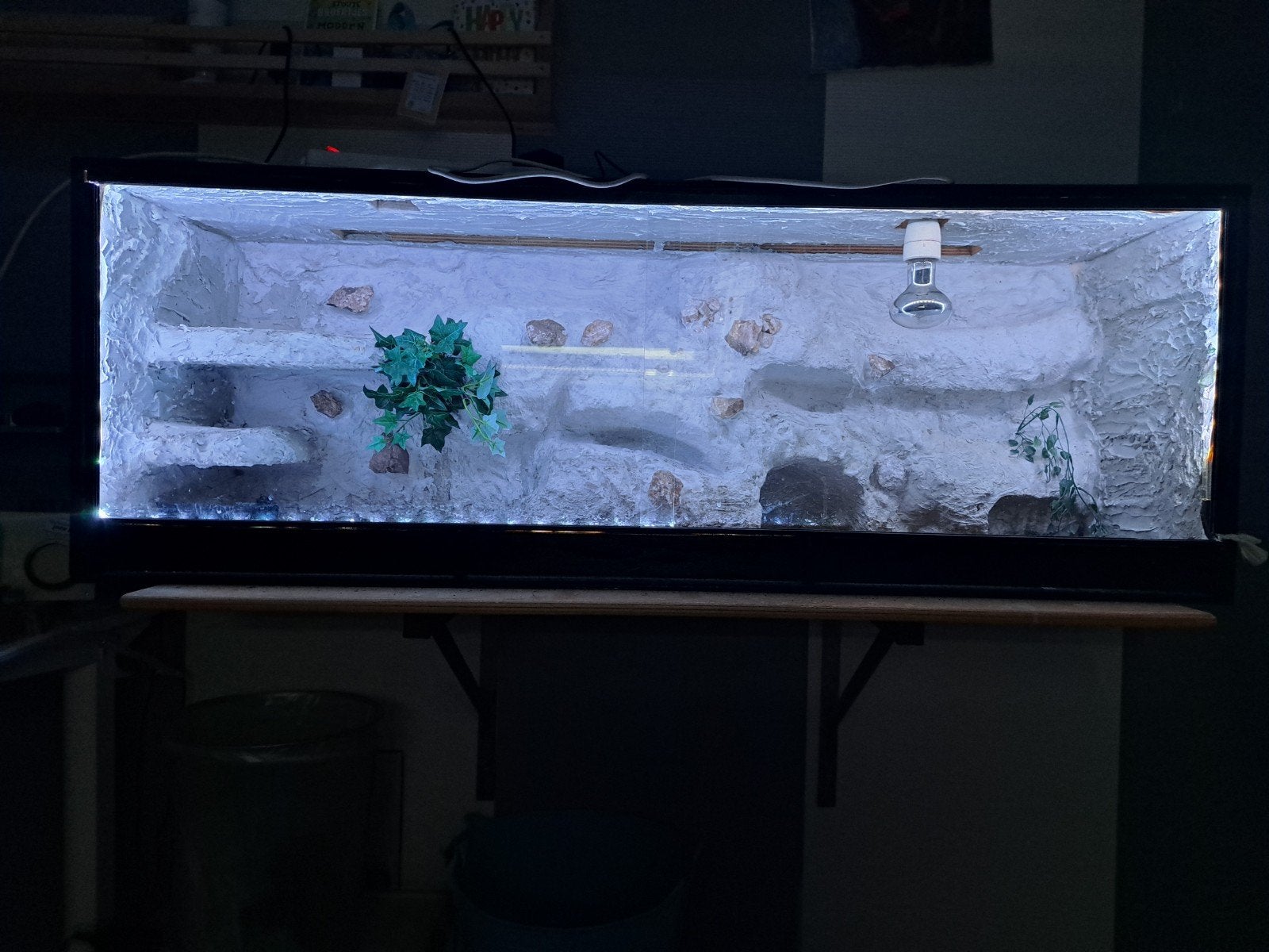 Mooi groot terrarium, Hagedis, 0 tot 2 jaar