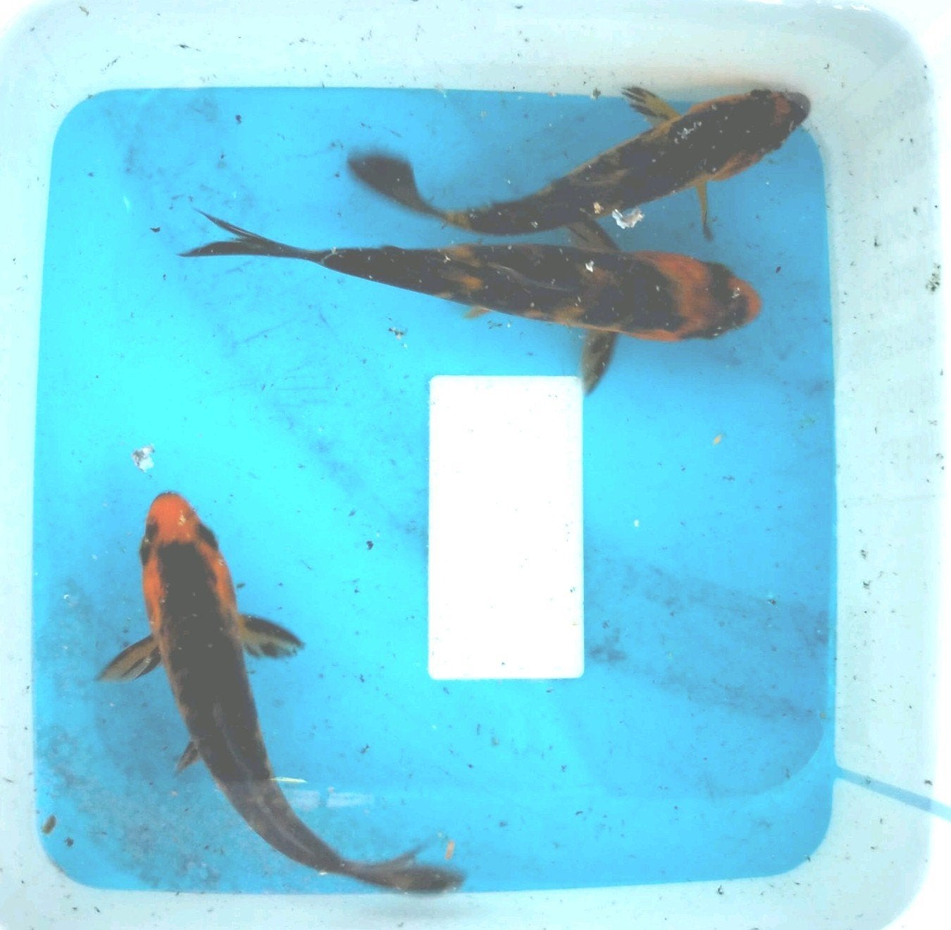 koi karpers utsuri, Karper of Koi