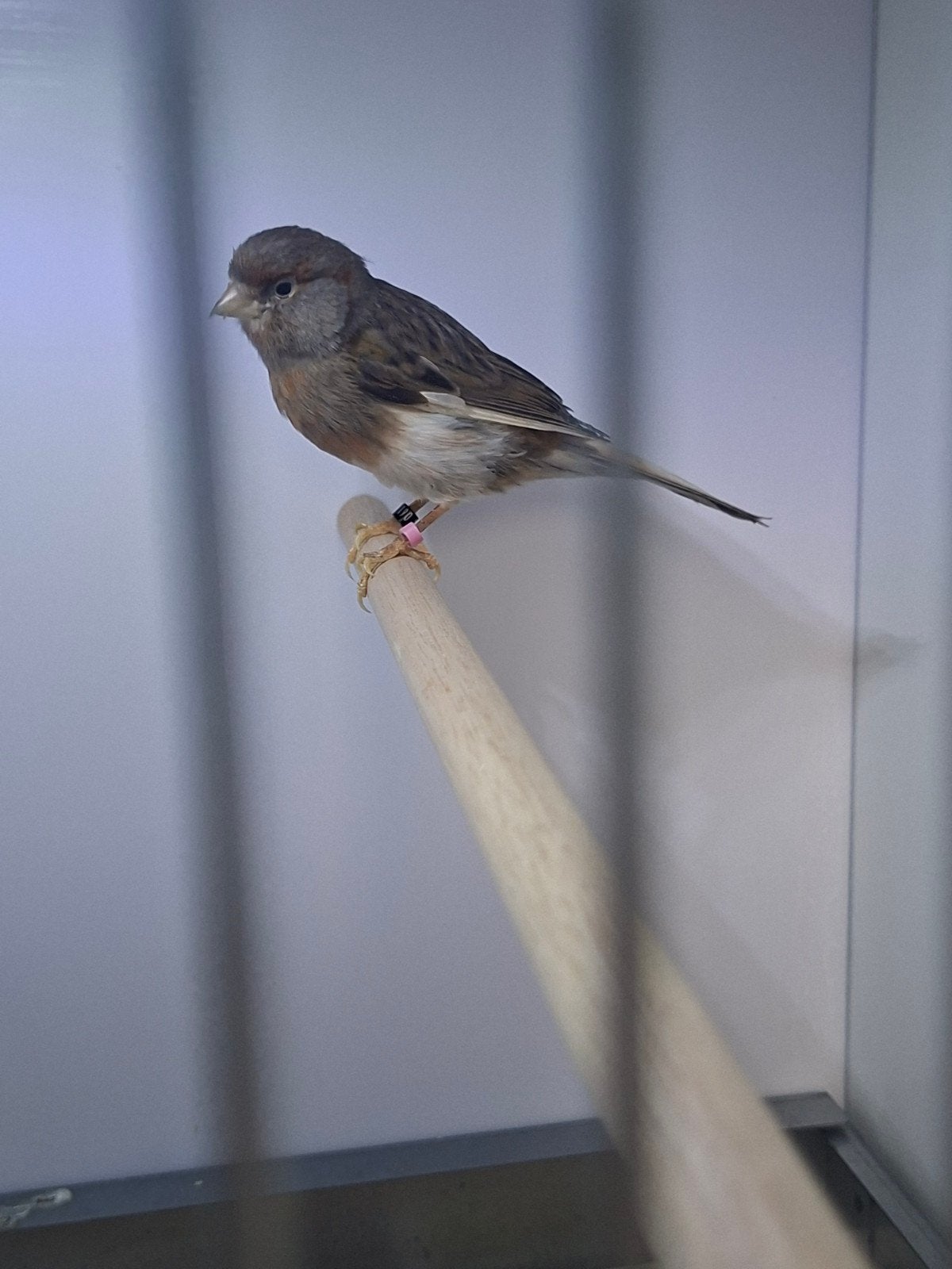 Diverse Koppels Harlekijn Kanaries te koop, Dieren en Toebehoren, Vogels | Kanaries, Meerdere dieren, Kleurkanarie