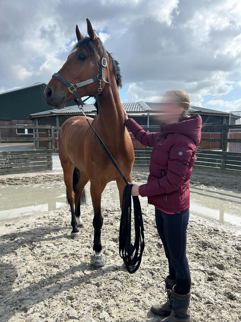 Serieuze bijrijder/verzorgster aangeboden, Verzorging of Verzorgpony's