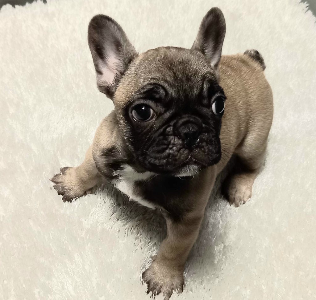 Franse bulldog pup Fawn Laatste Reutje, Reu, 8 tot 15 weken, Eén hond, Nederland