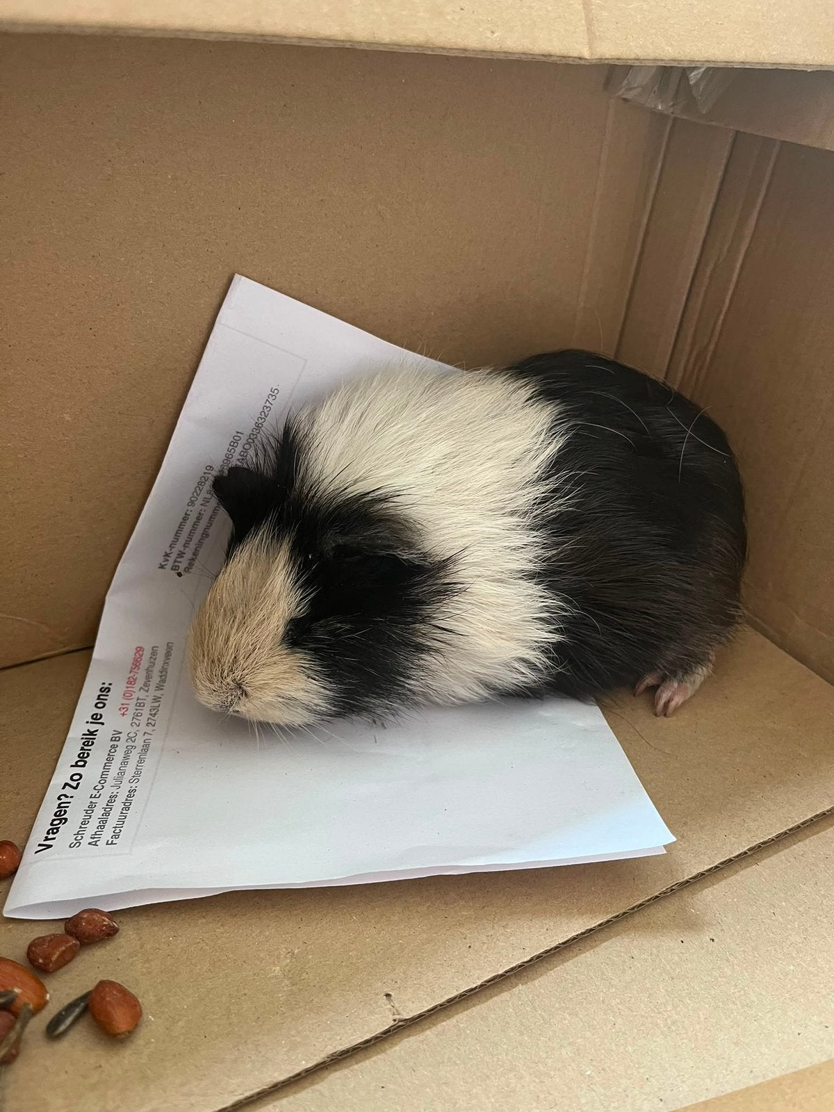Cavia gevonden Zandpol, Januari, Geslacht onbekend, Cavia