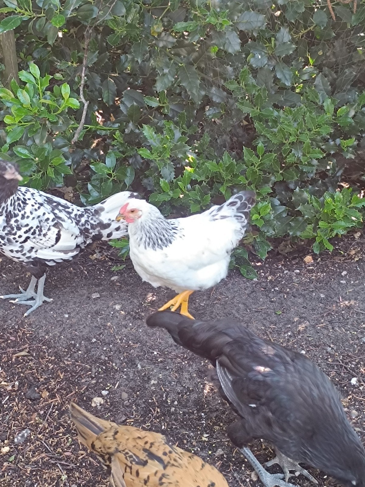 Wayandotte haan, Dieren en Toebehoren, Mannelijk, Kip