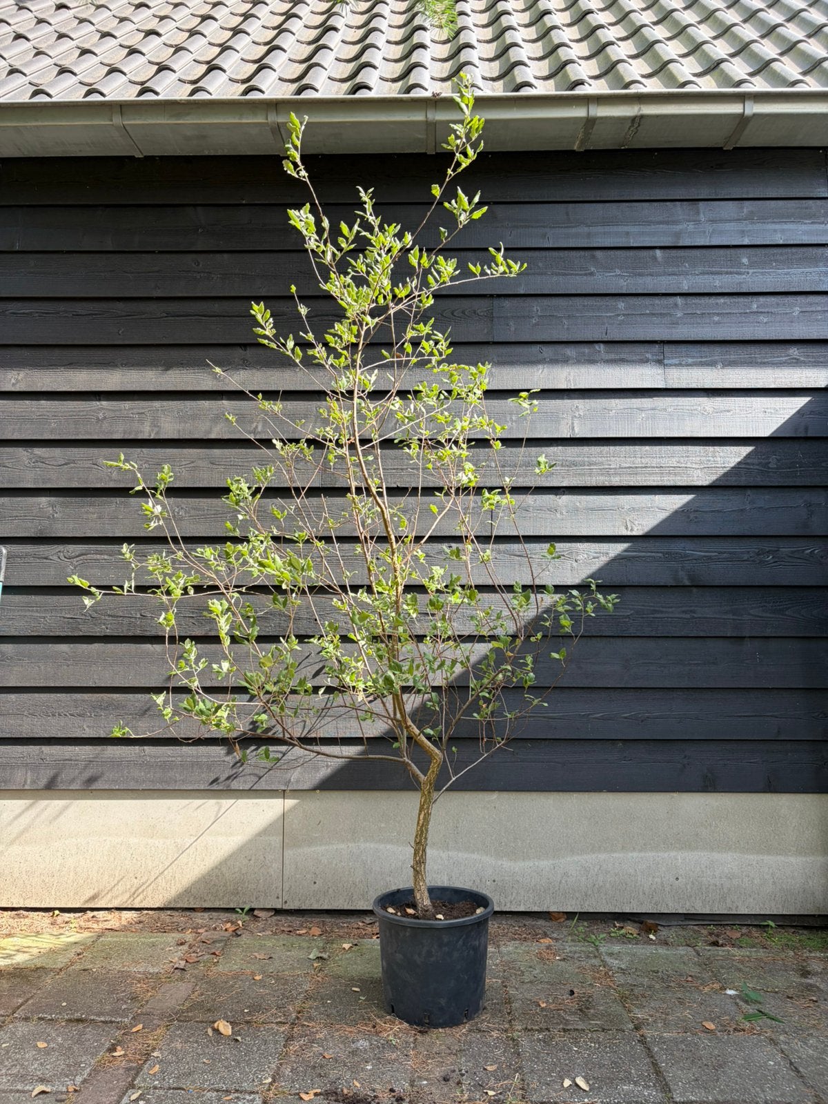 Quersus Suber Kurkeik. Winterhard, Tuin en Terras, Halfschaduw, Overige soorten, 100 tot 250 cm, Zomer